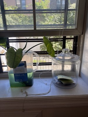Plant cutting rooting in water